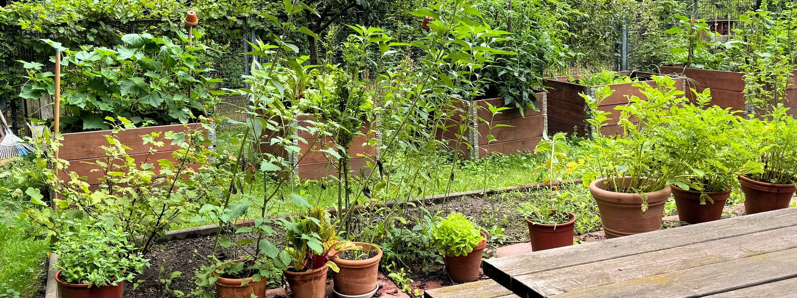 Löwenzahn-Grundschule Berlin Schulgarten